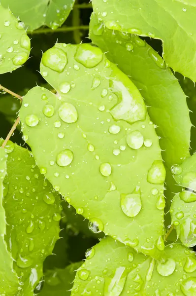 Macro of a green Leaf with rain drops — Stock Photo, Image