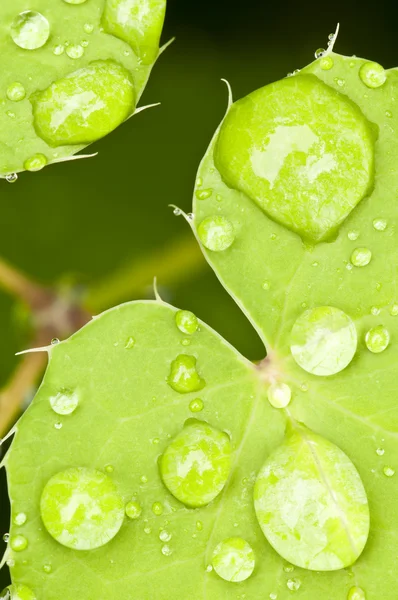 Μακροεντολή από ένα πράσινο φύλλο με βροχή πέφτει — Φωτογραφία Αρχείου