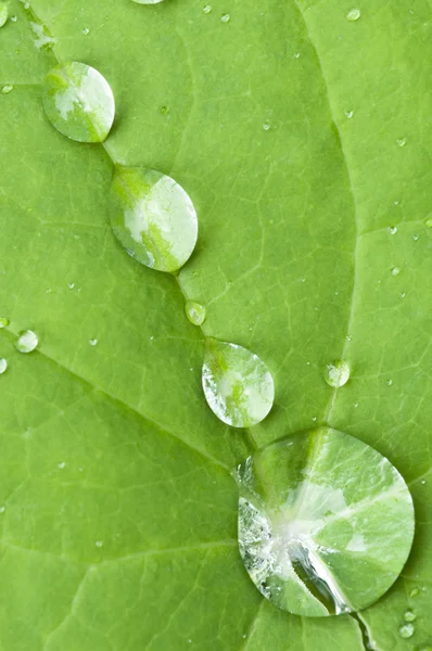 Μακροεντολή από ένα πράσινο φύλλο με βροχή πέφτει — Φωτογραφία Αρχείου