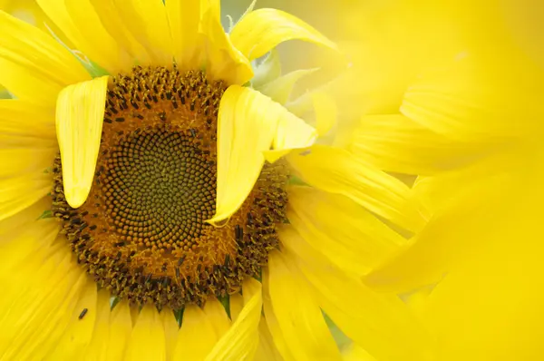 stock image Sunflower in full bloom in summer