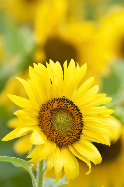 Stock image Sunflowers in full bloom in summer