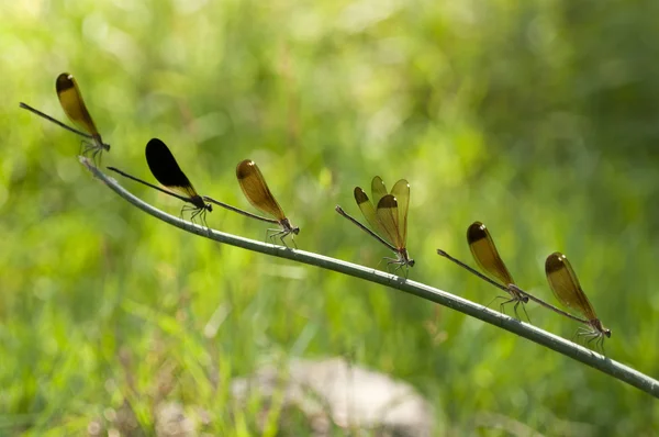 Perched row of the damselfly Calopteryx haemorrhoidalis — Stock Photo, Image