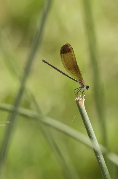 Hembra de la mosca damisela Calopteryx haemorrhoidalis — Foto de Stock