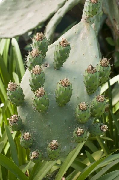 Prickly peren van Opuntia ficus/indica — Stockfoto
