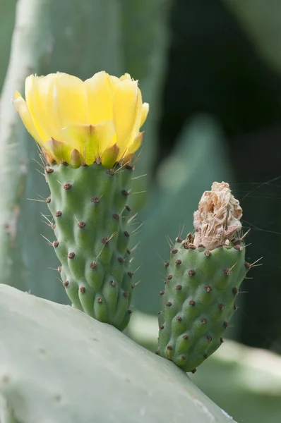 Prickly pear yellow flower of Opuntia ficus/indica — Stock Photo, Image