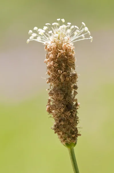 Fechar-se de um ponto de flor de Plantago — Fotografia de Stock