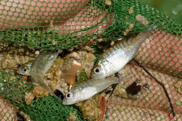 Fresh water pumpkinseed fish caught on net — Stock Photo, Image