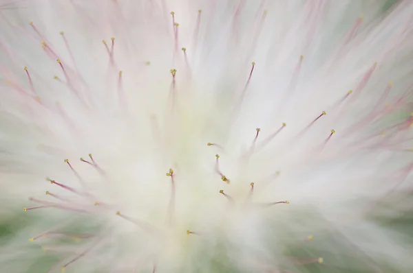 Квіти julibrissin Albizia, Перська шовкового дерева або рожевий siris або Lenkora — стокове фото