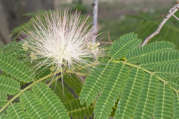 Květiny Staphylea Pinnata, perský silk strom nebo růžové siris nebo lenkora — Stock fotografie