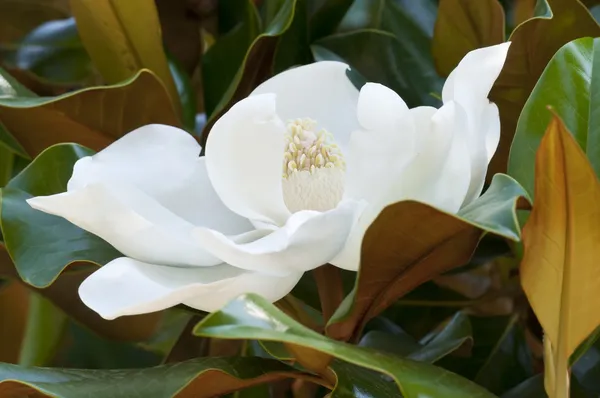 Blume der Magnolie grandiflora, der südlichen Magnolie oder Stierbucht, Baum — Stockfoto