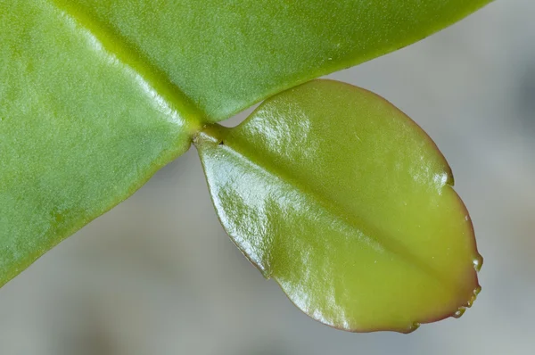 Closeup of a succulent plant shining leaf — Stock Photo, Image