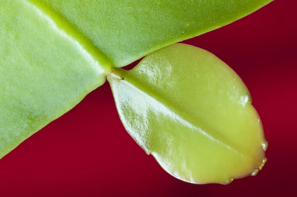 Nahaufnahme einer sukkulenten Pflanze mit leuchtendem Blatt — Stockfoto