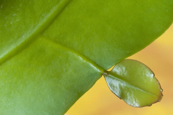 Closeup της ένα σαρκώδες φυτό της λάμπει φύλλων — Φωτογραφία Αρχείου