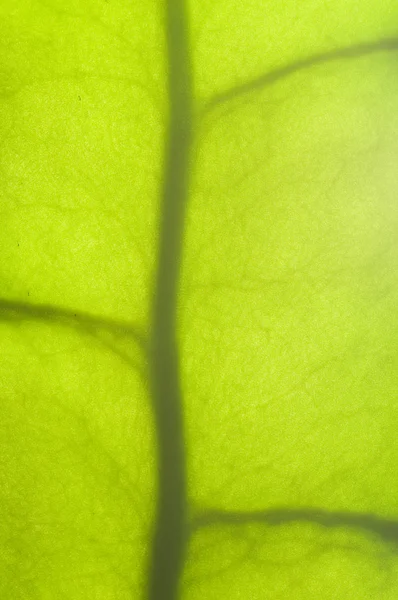 Nahaufnahme eines saftigen Pflanzenblattes im Gegenlicht — Stockfoto