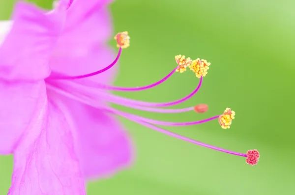 Primer plano de la flor de las cuatro, Mirabilis jalapa — Foto de Stock