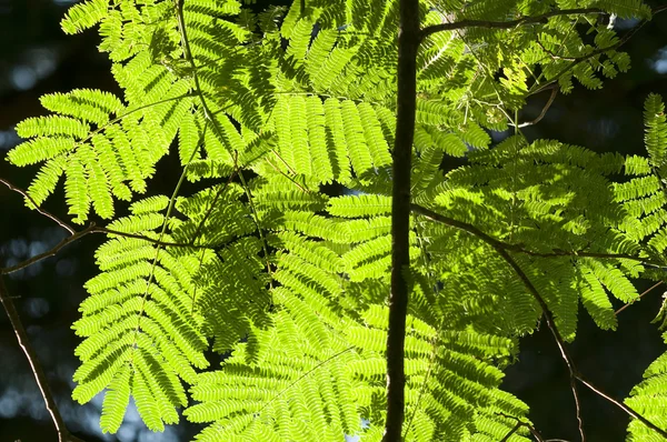 Green leaves in sun back light of Albizia julibrissin, Persian silk tree or — Stock Photo, Image