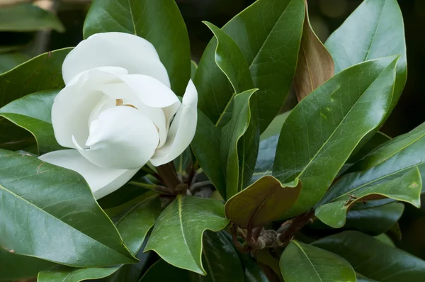 Kwiat magnolii grandiflora, na południowym wybrzeżu magnolia lub byka, drzewo — Zdjęcie stockowe