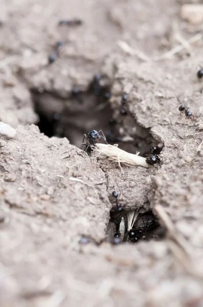 Black ants bringing food into nest — Stock Photo, Image