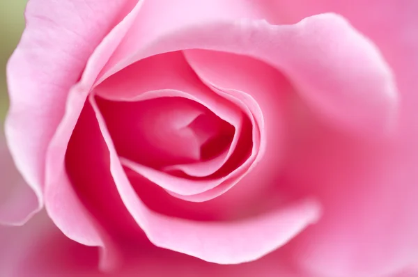Pink rose closeup with soft background — Stock Photo, Image