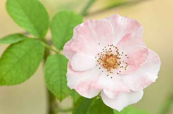 Roze roos close-up met zachte achtergrond — Stockfoto