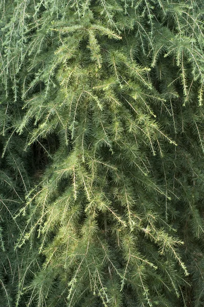 Closeup of an evergreen coniferous tree — Stock Photo, Image