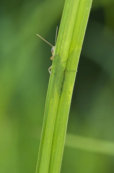 Grasshopper hiding behind a blade of grass — Stock Photo, Image