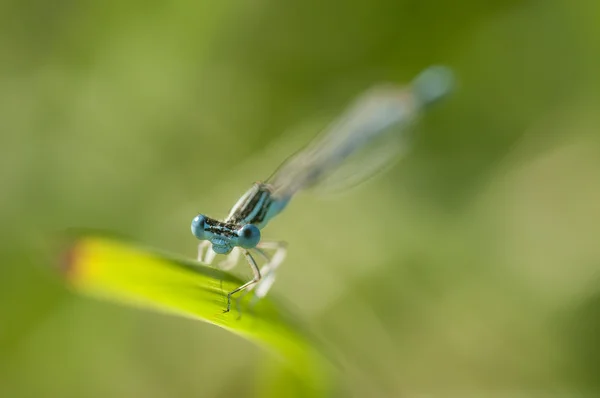 Damselfly azul empoleirado em uma lâmina de grama — Fotografia de Stock