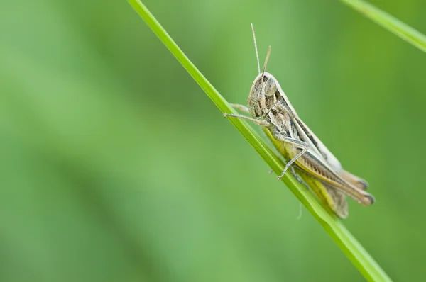 Maro Grasshopper pe o lamă de iarbă — Fotografie, imagine de stoc