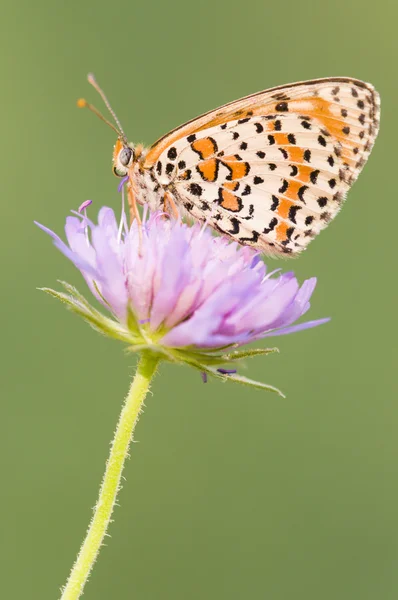 Ein fritillärer Schmetterling auf einer lila Wiesenblume — Stockfoto