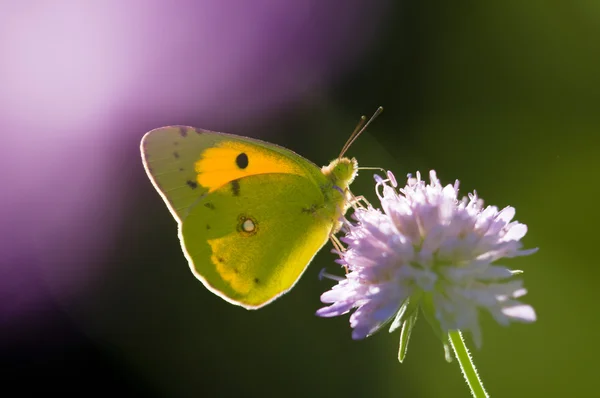 Uma borboleta de Colias em uma flor de prado roxa — Fotografia de Stock