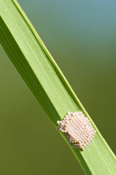 緑の草の刃に蝶を卵します。 — ストック写真