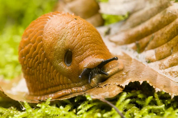 Red slug, Arion, crawling on a dead leaf among moss — Stock Photo, Image