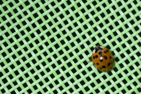 Ein Siebenpunkt-Marienkäfer auf grünem Gitter — Stockfoto