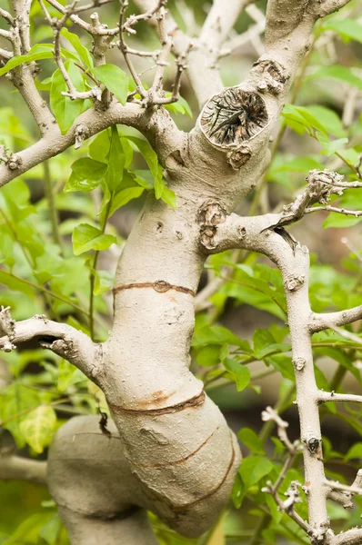 Close-up de um tronco torcido latido com anéis marrons — Fotografia de Stock