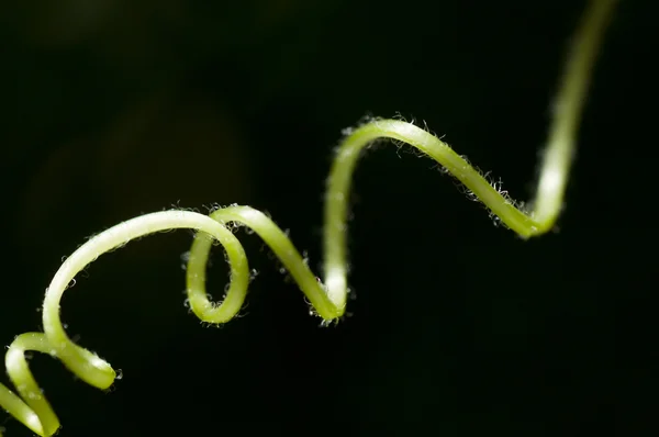 stock image Curled tendril of a crawling plant