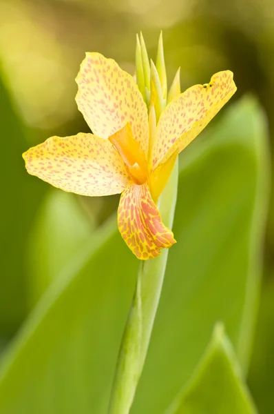 Fiore giallo punteggiato arancione di Iris su sfondo verde — Foto Stock