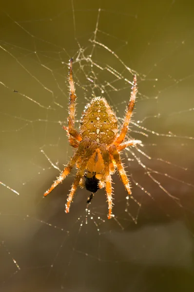 Σταυρός αράχνη για το web που τρώει ένα εντόμων θήραμα — Φωτογραφία Αρχείου