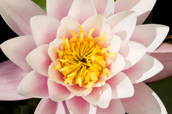 분홍색과 노란색 ninfea 꽃의 근접 촬영 — 스톡 사진
