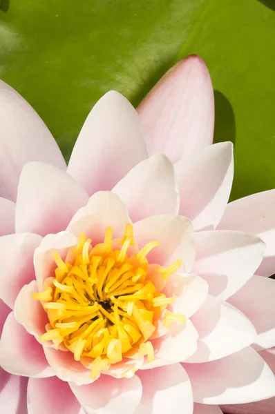 Közeli kép: a rózsaszín és sárga ninfea virág — Stock Fotó