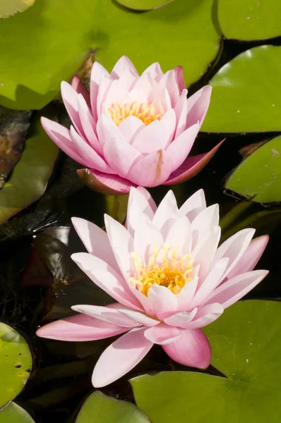 Közeli kép a két ninfea rózsaszín és sárga virágok — Stock Fotó