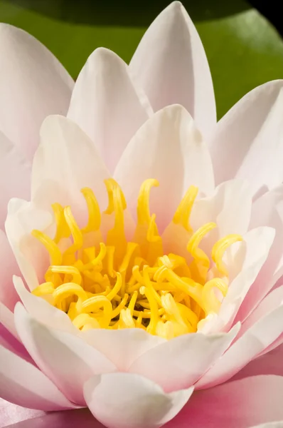 Primer plano de una flor Ninfea rosa y amarilla — Foto de Stock