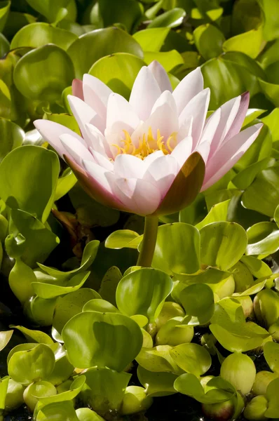 Közeli kép a két ninfea rózsaszín és sárga virágok — Stock Fotó