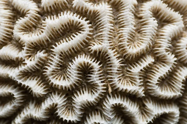 detail van een dode, witte hersenen koraal