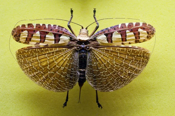 Tropische Heuschrecke mit offenen Flügeln gesammelt — Stockfoto