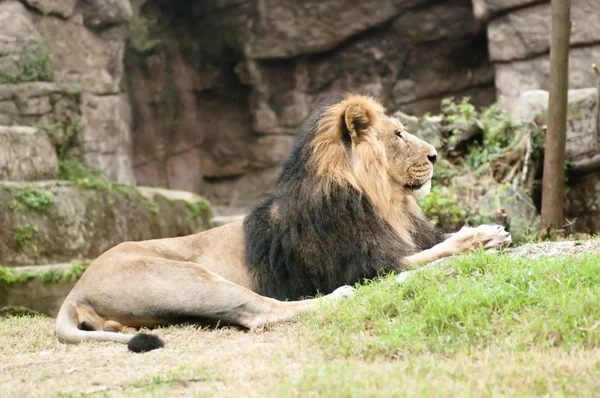 Mężczyzna lew azjatycki (Panthera leo persica) jest rzadko podgatunek lwa — Zdjęcie stockowe