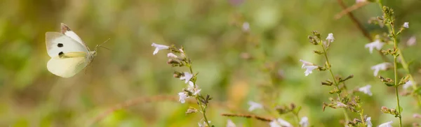Gran mariposa blanca chupando néctar en las flores del prado —  Fotos de Stock