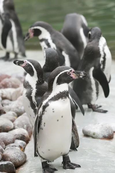 Магелланский пингвин из антарктических регионов — стоковое фото