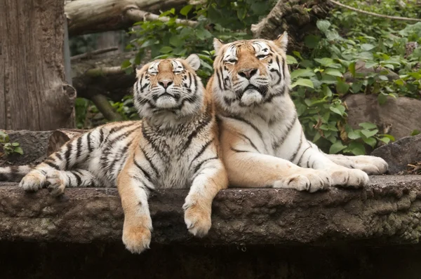 Giovane e adulto maschio di tigre — Foto Stock