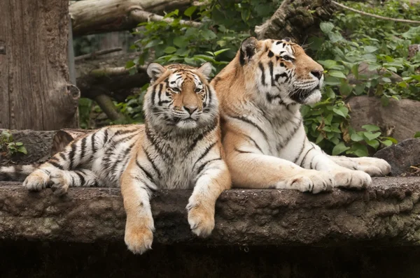 Junge und erwachsene männliche Tiger — Stockfoto