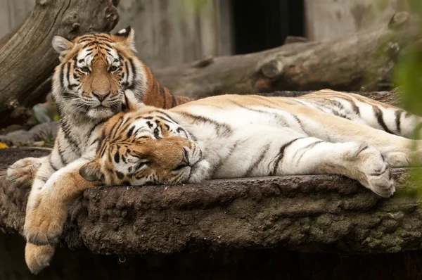 Jovem e adulto macho de tigre — Fotografia de Stock